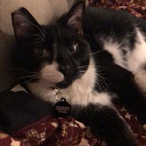 Meet Sebby, my #PoshPet!